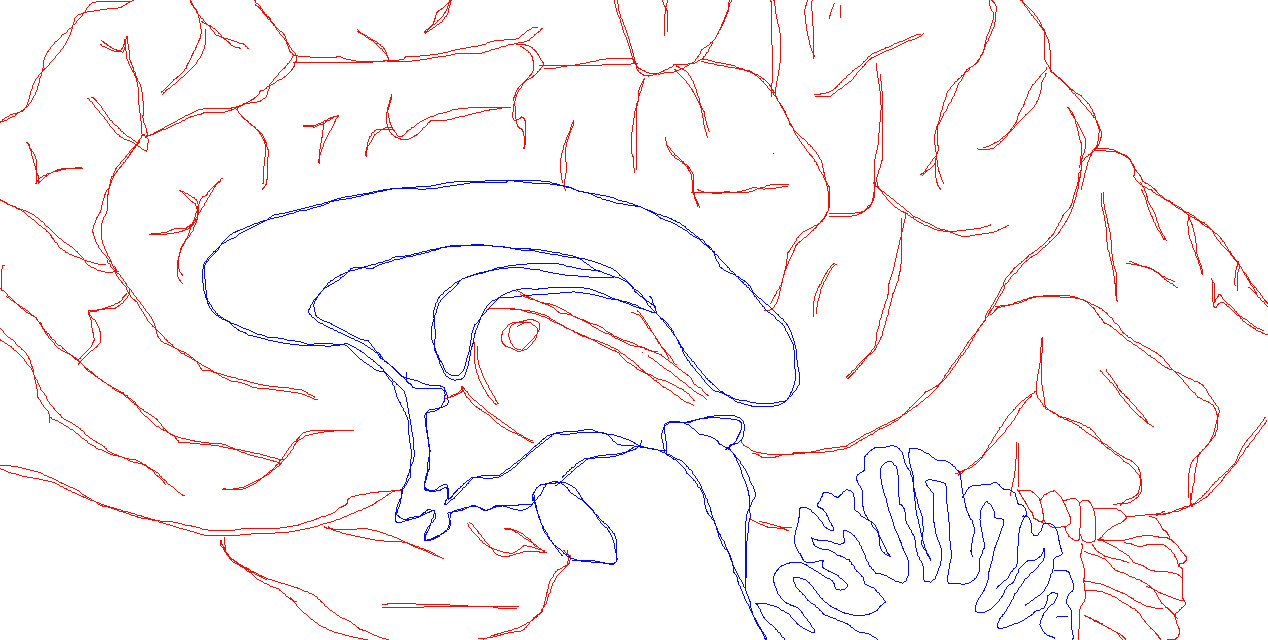 Red and blue line drawing of a human brain shown in cross-section.